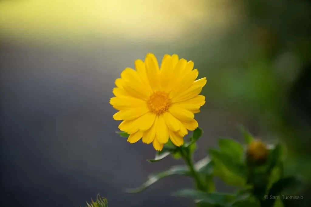 A Flower - Sami Tuomisalo photography