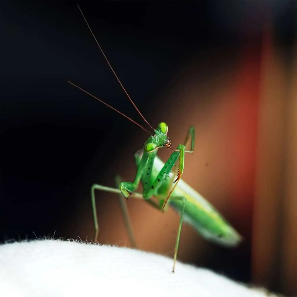Praying Mantis - Sami Tuomisalo photography