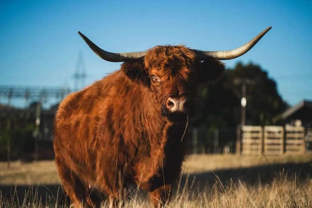 A Bull - Sami Tuomisalo photography