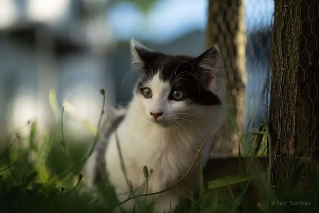 A cat, Sami Tuomisalo photography